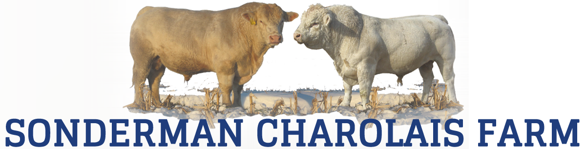 Sonderman Charolais Farm - Charolais Bulls For Sale